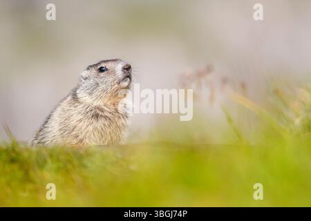 Marmotte alpine (Marmota marmota), jeune animal assis dans un pré de montagne et regardant la caméra, flou au premier plan Banque D'Images