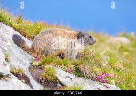 Marmotte alpine (Marmota marmota), marmotte est assise sur des rochers couverts de mousse et regarde sur le côté Banque D'Images