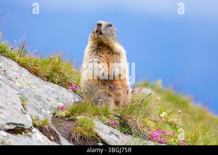 Marmotte alpine (Marmota marmota), marmotte debout sur des rochers couverts de mousse et regardant la caméra Banque D'Images