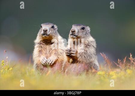 Marmotte alpine (Marmota marmota), deux jeunes marmottes se tiennent debout dans de hautes herbes et regardent dans la caméra Banque D'Images