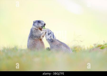 Marmotte alpine (Marmota marmota), deux jeunes animaux assis dans un pré et partageant une feuille de pissenlit Banque D'Images