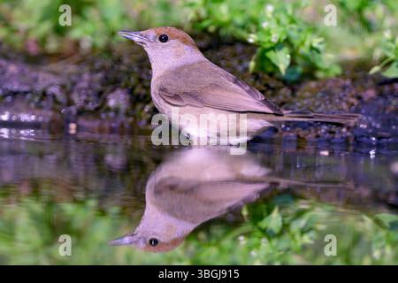 Tête noire eurasienne (Sylvia atricapilla, femelle) de Tiszaalpár ; Hongrie. Banque D'Images