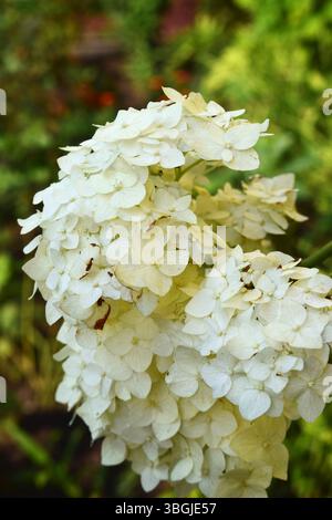 Un bouquet de fleurs d'hortensia, de couleur blanche, pour la plupart intactes, avec certaines ayant des bords légèrement bruns. Le fond est flou, composé principalement de gr Banque D'Images