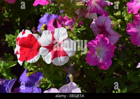 Un parterre de fleurs rempli de différentes couleurs de pétunias. Les fleurs sont en pleine floraison, affichant des nuances de blanc, rouge, rose, violet, lilas. La verdure Banque D'Images
