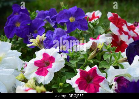 Un parterre de fleurs rempli de différentes couleurs de pétunias. Les fleurs sont en pleine floraison, affichant des nuances de blanc, rouge, rose, violet, lilas. La verdure Banque D'Images