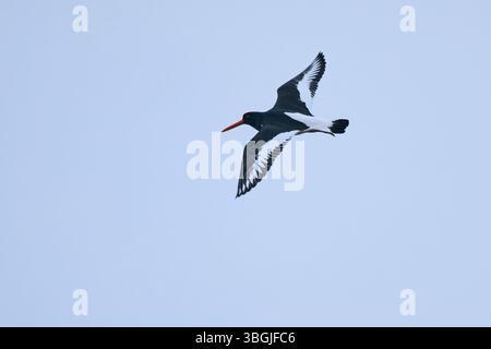 Attrape-huîtres eurasiens (Haematopus ostralegus), volants, faune sauvage, Helgoland, Allemagne, Europe Banque D'Images
