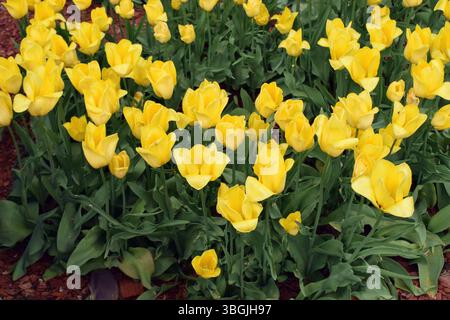 Un champ densément peuplé de tulipes jaunes, le tout fleurissant en harmonie. Les fleurs se distinguent par leur couleur vibrante et sont entourées de vert foncé Banque D'Images