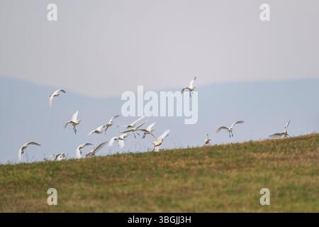 Aigrette occidentale (Bubulcus ibis) débarquant sur un pré, Pienza, Toscane, Italie, Europe Banque D'Images