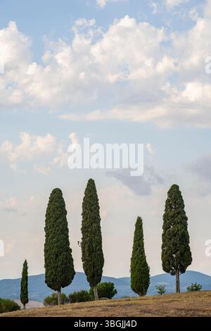 Paysage toscan avec cyprès et ferme au lever du soleil, l'aube, 'Podere Cipressini', San Quirico d'Orcia, Val d'Orcia, Toscane, Italie, Europe Banque D'Images