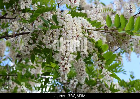 Une branche délicate et parfumée d'acacia blanc en pleine floraison. La branche est ornée de grappes de petites fleurs blanches, chacune avec une fragra délicate Banque D'Images