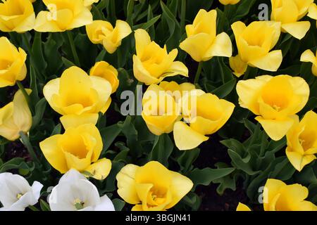 Un champ densément peuplé de tulipes jaunes, le tout fleurissant en harmonie. Les fleurs se distinguent par leur couleur vibrante et sont entourées de vert foncé Banque D'Images