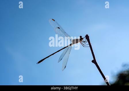 Dragonfly. Amatlán, Morelos, Mexique Banque D'Images