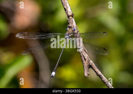 Dragonfly. Amatlán, Morelos, Mexique Banque D'Images