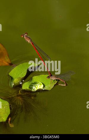 Dragonfly. Amatlán, Morelos, Mexique Banque D'Images