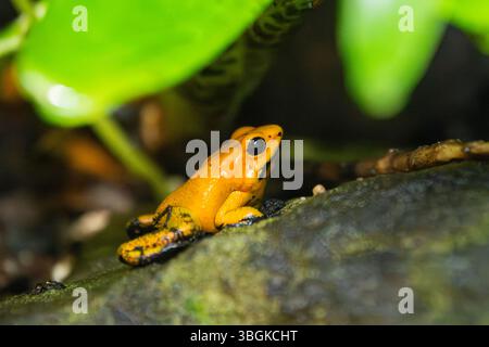 Grenouille poison dorée (Phyllobates terribilis) assise sous les feuilles, captive, Allemagne Banque D'Images