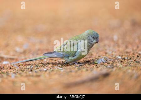 Perroquet rouge (Psephotus haematonotus) femelle marchant sur le sol, Bavière, Allemagne, Europe Banque D'Images