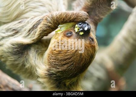 Paresseux à deux doigts de Hoffmann (Choloepus hoffmanni) accroché à un arbre, captif, Allemagne Banque D'Images