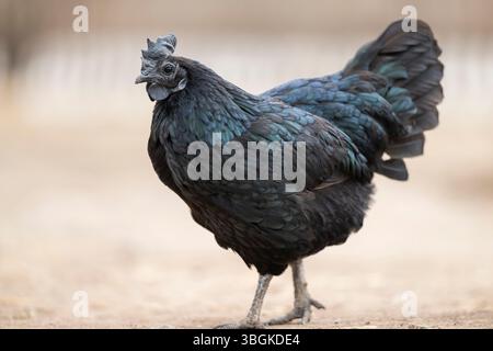 Ayam Cemani, poulet domestique (Gallus gallus domesticus), poule, portrait, Bavière, Allemagne, Europe noir, marcher sur le sol, Bavière, Allemagne, Europe Banque D'Images