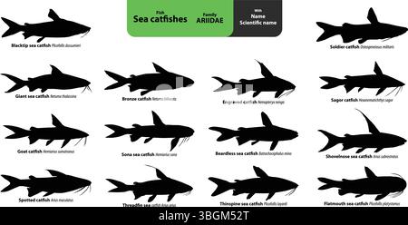 Jeu vectoriel Silhouette de poissons-chats de mer avec nom et nom scientifique – Collection d'espèces de la famille Ariidae Illustration de Vecteur