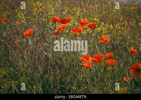 Les coquelicots rouges brillants se dressent dans une mer d'herbe verte luxuriante, se mêlant à de délicates fleurs jaunes. Un paysage vibrant et rêveur. Banque D'Images