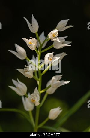 Cephalanthère à épée - Cephalanthera longifolia Banque D'Images
