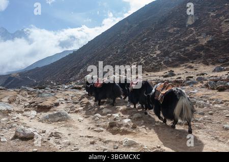 Groupe de yaks népalais noirs portant leur lourde charge dans le paysage montagneux de l'Himalaya. Banque D'Images