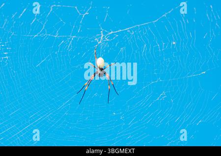 Araignée femelle dorée de tisserand Orb (Nephila tetragnathoides), île de Waya, îles Yasawa, Fidji Banque D'Images