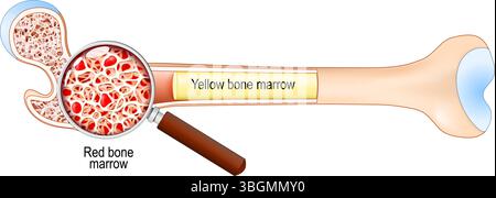 Structure osseuse et anatomie. Gros plan de la moelle osseuse jaune. Sous une loupe, moelle osseuse rouge. Illustration schématique Illustration de Vecteur