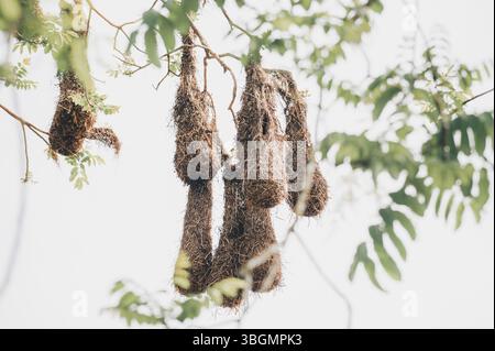 Nids suspendus de Montezuma oropendola (Psarocolius montezuma) dans un arbre au Costa Rica Banque D'Images