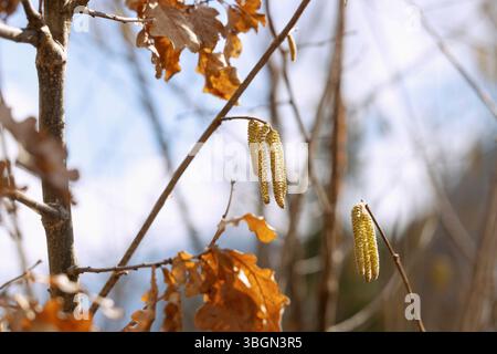 Chatons à fleurs mâles du noisetier commun, Corylus avellana, entre les branches d'un jeune chêne aux feuilles d'automne Banque D'Images