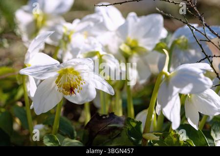 Roses de Noël à grandes fleurs, Helleborus niger Banque D'Images