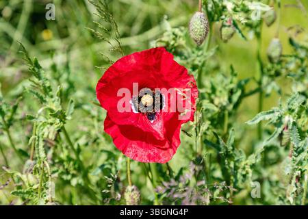 Pavot de maïs, papaver rhoeas, fleurs et boutons floraux Banque D'Images