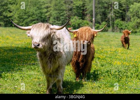 Bétail écossais des Highlands sur un pâturage près de Pridoli en Bohême du Sud en République tchèque Banque D'Images