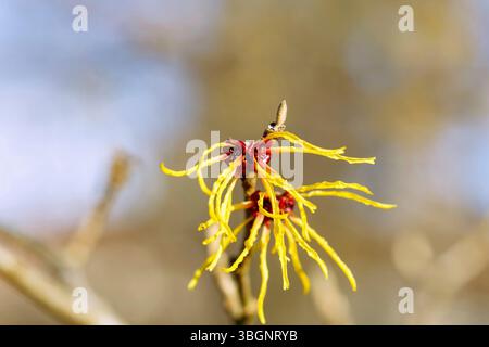 Fleur, orange noisette sorcière blanche (Hamamelis mollis oliver) Banque D'Images
