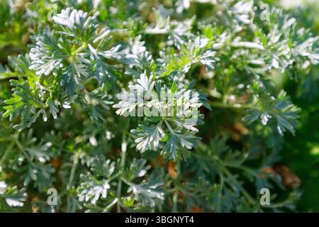 Armoise (Artemisia absinthium, Herba Absinthii, armoise commune, armoise amère, Alsem ) Banque D'Images