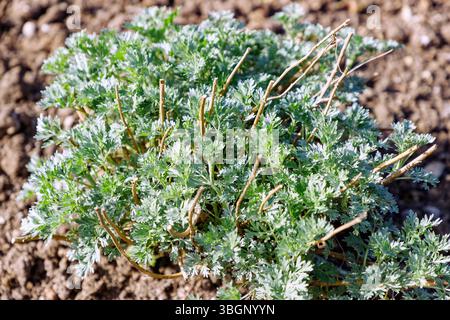 Armoise (Artemisia absinthium, Herba Absinthii, armoise commune, armoise amère, Alsem) Banque D'Images