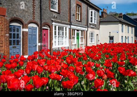 Tulipes colorées exposées avec des maisons historiques dans le Backround, Lewes, East Sussex, Royaume-Uni. Banque D'Images