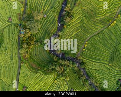 Vue aérienne par drone de rizières exotiques en terrasses dans le village de Jatiluwih, Tabanan, Bali, Indonésie Banque D'Images