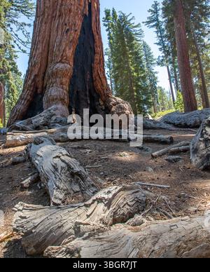 Le séquoia géant Grizzly à Mariposa Grove, situé dans la région sud du parc national de Yosemite, en Californie Banque D'Images