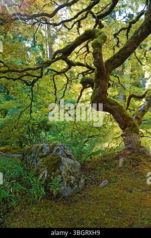 La roche et l'arbre tordu vertical - Portland Japanese Garden, Oregon Banque D'Images