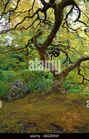 La roche et l'arbre tordu vertical - Portland Japanese Garden, Oregon Banque D'Images