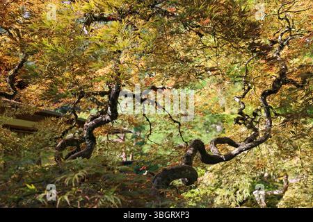 Couronne d'arbre et branches torsadées - Portland Japanese Garden, Oregon Banque D'Images