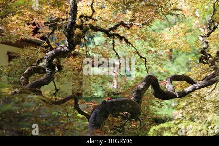 Branches torsadées - Portland Japanese Garden, Oregon Banque D'Images