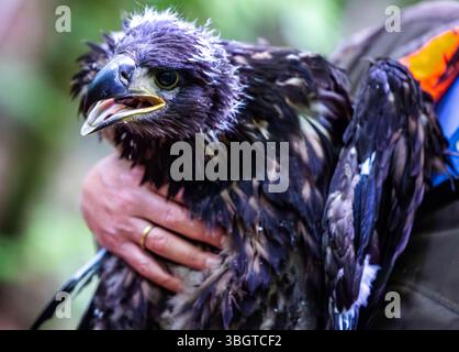 PRODUCTION - 05 juin 2025, Mecklembourg-Poméranie occidentale, Görslow : un jeune aigle à queue blanche est tenu par un assistant pour l'application d'un anneau coloré d'origine, ainsi que l'anneau numéroté de l'Institut ornithologique Hiddensee. L'animal a été descendu de son eyrie sur un hêtre à une hauteur de 35 mètres par un grimpeur. Avec 510 paires d'aigles à queue blanche, le Mecklembourg-Poméranie occidentale est l'État fédéral avec la plupart de ces oiseaux de proie protégés. Les quelque 500 jeunes qui ont éclos ce printemps sont un nouveau record de population. Photo : Jens Büttner/dpa Banque D'Images