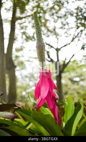 Bractées rose vif et inflorescence haute de Vriesea imperialis (broméliade impériale) émergeant de feuilles de rosette verte dans un jardin tropical Banque D'Images