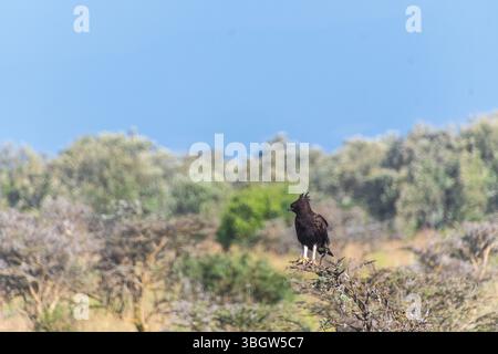 Téléphoto d'un aigle à longue crête - Lophaetus occipitali - debout sur une branche d'un arbre dans le parc national du lac Nakuru au Kenya Banque D'Images