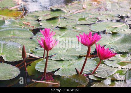 Une scène pittoresque avec des nénuphars roses éclatants fleurissant gracieusement dans un étang tranquille, entouré de nénuphars verts luxuriants. Parfait pour la nature Banque D'Images