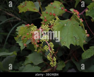 Feuilles de vigne endommagées par le phylloxéra Banque D'Images