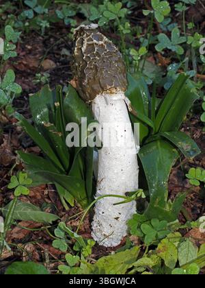 Stinkhorn commun (phallus impudicus) dans la campagne sarde, Italie Banque D'Images