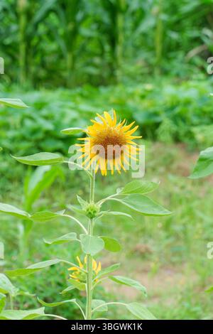 Beaux tournesols florissants dans la journée Banque D'Images